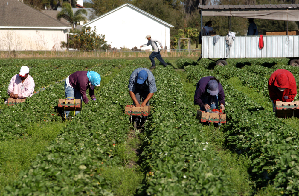 Line of strawberry pickers in the hot florida sun. Migrant workers working for low wages in field.